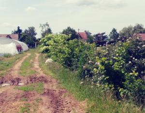 Agriculture biologique, chiffres 2016