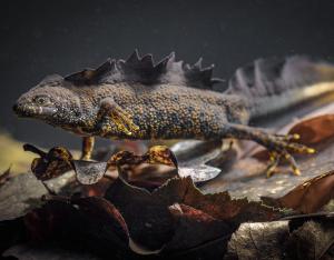 Atlas des amphibiens et reptiles de Centre-Val de Loire 