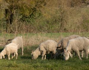 Pâturage et gestion des espaces naturels fréquentés à Dreux (28)