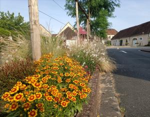 Création d'un îlot de fraicheur aux abords du centre culturel à Buzançais (36)