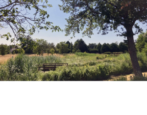 Restauration d'une zone humide en centre-bourg à Quiers-sur-Bezonde