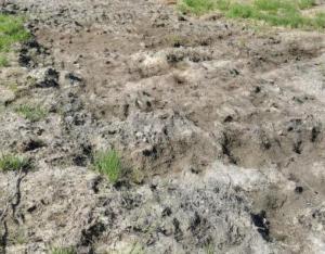 Restauration de la lande humide de Souvigné par la CC Touraine Ouest Val de Loire