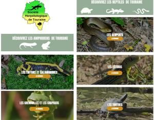 Reconnaître les Amphibiens et Reptiles de Touraine
