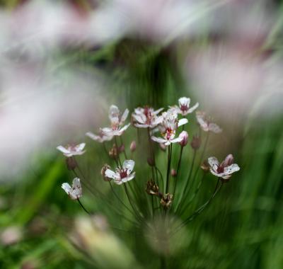 Pôle Flore & Habitats