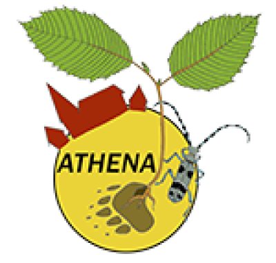 Association Athéna