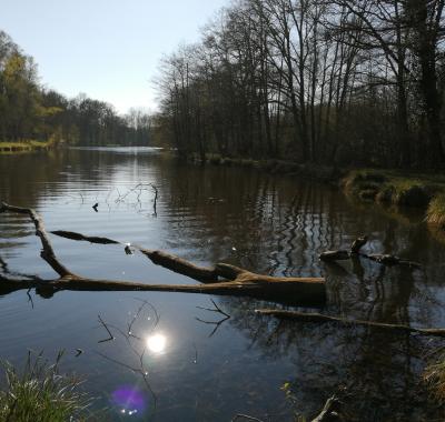 Restaurer les étangs de Sologne | Fédération des chasseurs du Loir-et-Cher