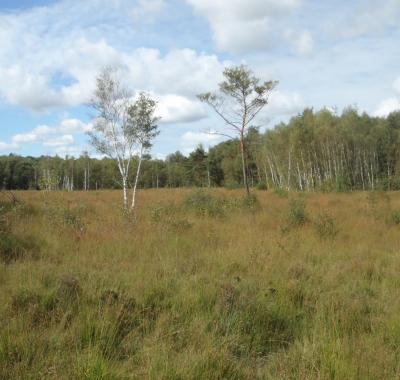 Retour aux sources à la Tourbière des Landes | Conservatoire d’espaces naturels Centre-Val de Loire