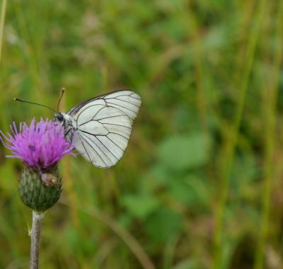 La Celle, coup de cœur du jury | Concours Capitale Française de la Biodiversité 2021