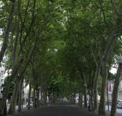 Prix Sites et Monuments "Allées d'arbres" 2022