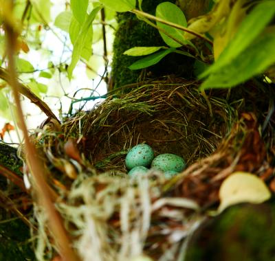 Les réflexes printaniers pour la biodiversité : faune