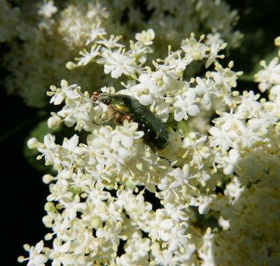 Les réflexes printaniers pour la biodiversité : flore