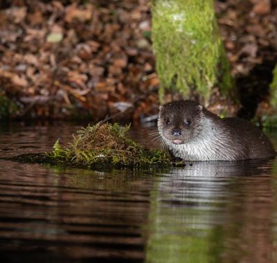 État des lieux de la biodiversité en Centre-Val de Loire : nouvelle édition !