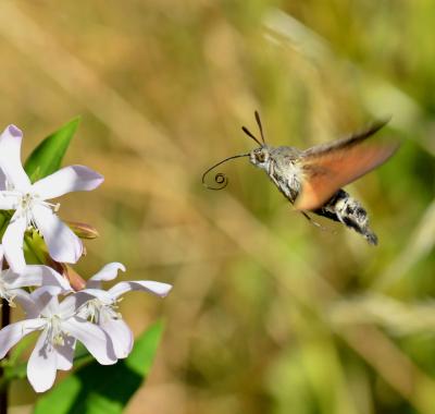 Les insectes pollinisateurs, indispensables ouvriers de notre alimentation