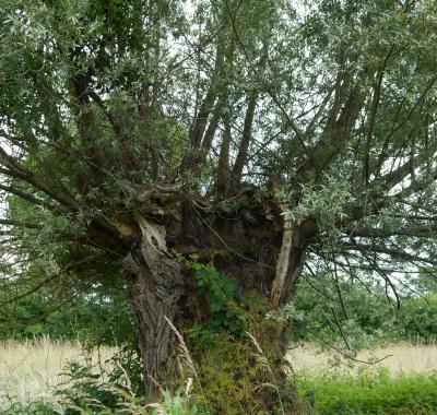 Arbres et Forêts, thème du concours "Capitale Française de la biodiversité" 2023