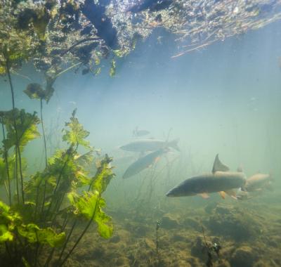 Comment se portent les poissons de nos rivières ?