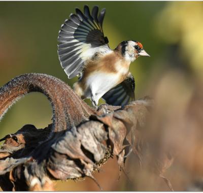 La destruction d'espaces naturels