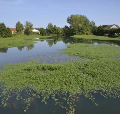 Les plantes invasives, nouvelles données régionales