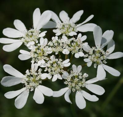 Les plantes messicoles, ces belles fleurs des champs