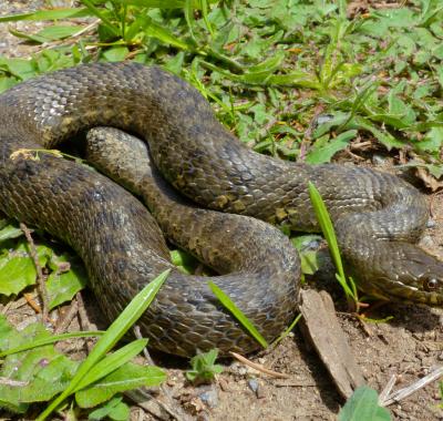 Les reptiles en France métropolitaine, des populations en fort déclin