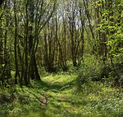 En mars, parlons forêt en Centre-Val de Loire !