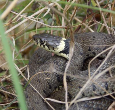 Serpents : "l'appel, pas la pelle !"