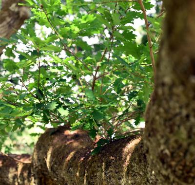 Le concours de l'arbre de l'année 2024 est ouvert