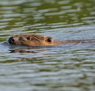 L'Année du castor, un événement national célébré en Centre-Val de Loire !