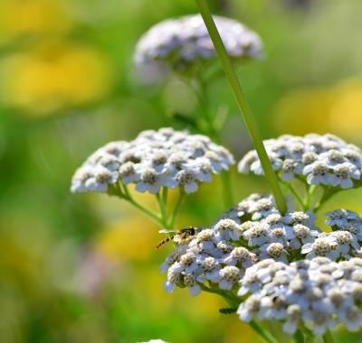 Des plantes sauvages et locales ? Deux guides pour vous répondre !