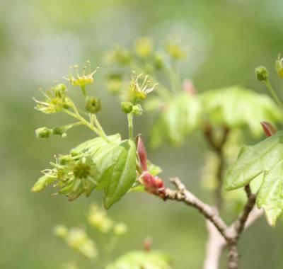 Guide Planter local en Centre-Val de Loire
