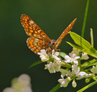 Un tiers des espèces de Papillons de jour menacé en Centre-Val de Loire