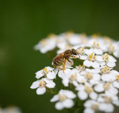 287 espèces d’abeilles observées en Centre-Val de Loire
