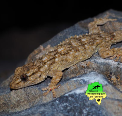 Des Geckos en région ! 