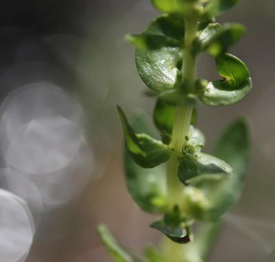 Comment conserver la flore menacée en région ?