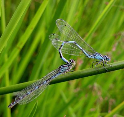 Un quart des espèces de libellules menacé en Centre-Val de Loire