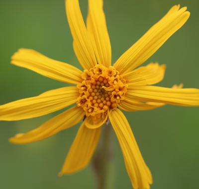 Santé et biodiversité
