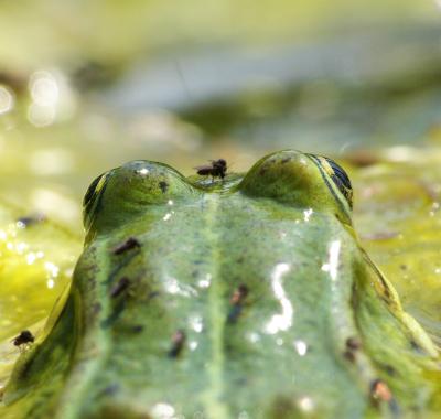 Chantiers participatifs de restauration de mares | réseau France Nature Environnement Centre-Val de Loire