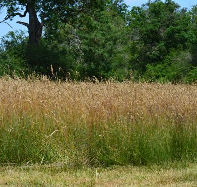 De la graine à la plante : filières locales et démonstration de brossage