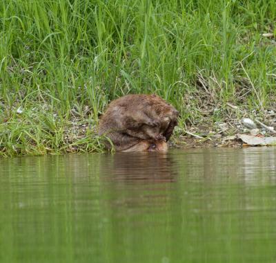 Balades à la découverte des castors | Maisons de la Loire