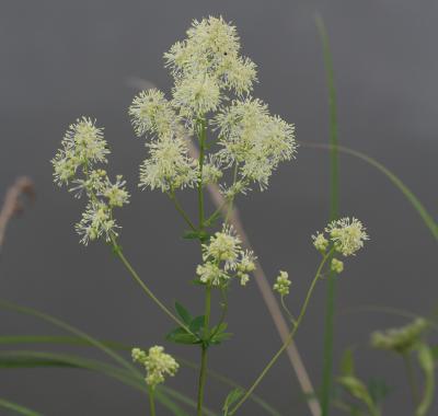 Sortie botanique dans le marais de la Cisse en Beauce