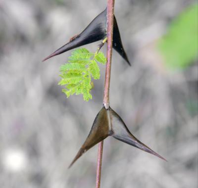 Secret défense chez les plantes | Mobe