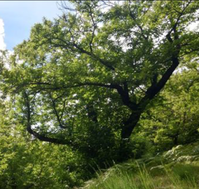 Les territoires agissent pour les arbres, le bocage et la forêt | colloque de restitution Capitale Française de la Biodiversité