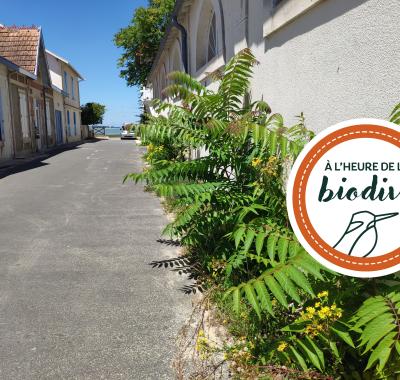 [À l'heure de la biodiv' !] Végétalisation 2/3 : quels pièges à éviter dans le choix des végétaux ?