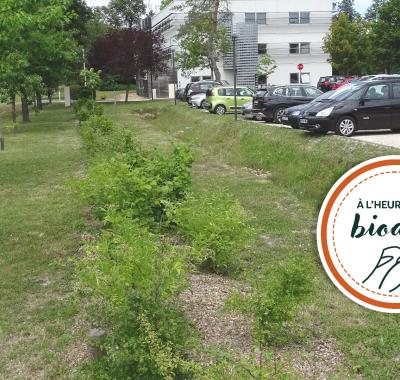 [À l'heure de la biodiv' !] Parcours de l'eau 1/4 : Les solutions naturelles pour la gestion du pluvial