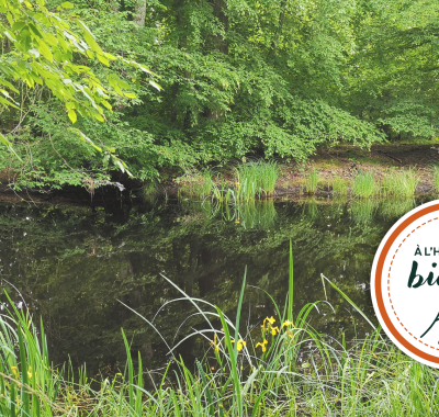 [À l'heure de la biodiv' !] Parcours de l'eau 3/4 : Saisir les opportunités des milieux humides