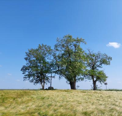 "Un territoire, des arbres" lancement du projet d'inventaire des arbres du Pays Loire Beauce