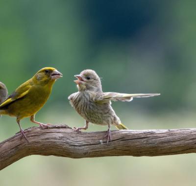 Réunion publique régionale « La nature près de chez vous »