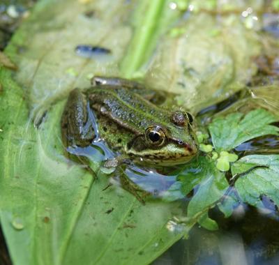 Journée interpôles de l'Observatoire régional de la biodiversité sur les mares