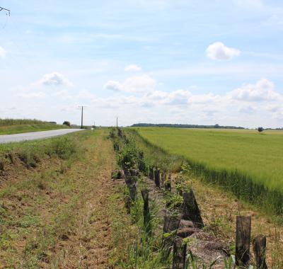 Planter des haies sur mon exploitation 