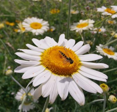 Observer et sauvegarder la biodiversité sur mes parcelles agricoles