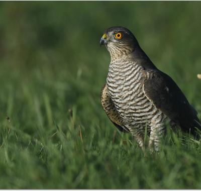 Faire revenir les oiseaux sur mes terres agricoles